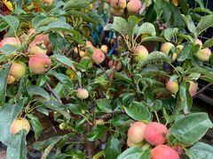 -三圣花乡旅游区