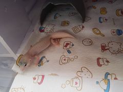 -酷以爬仙阁实体爬宠店·守宫·蜥蜴·专业繁育