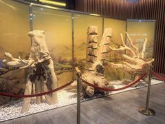 -香市公园-中国沉香文化博物馆