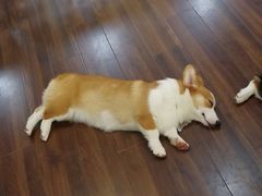 -柯斗斗主题餐厅·狗咖·围炉煮茶·茶饮(国瑞升平里店)