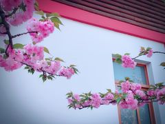 -嘉定紫藤园