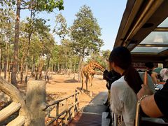 -清迈夜间动物园