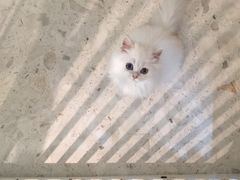 -飞行喵MR PILOT|猫舍·猫咖(静安大融城店)