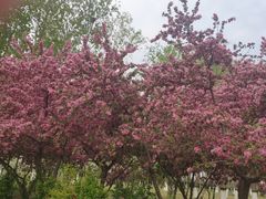 -大兴滨河森林公园