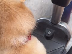 -博特宠物医院24h犬猫全科.骨科·异宠