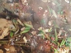 庆岭芭蒿炖江鱼-庆岭迎宾园正宗活鱼馆