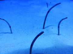 -芜湖新华联大白鲸海洋公园