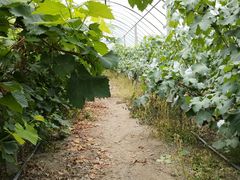 -马陆小张葡萄园农家乐