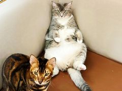 -MOCHA明星猫咖(田子坊店)
