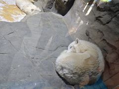 -海合安成都极地海洋公园