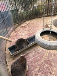 -萌宠亲子动物乐园(槐房万达店)