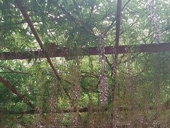 -嘉定紫藤园