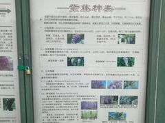 -嘉定紫藤园