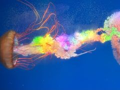 -海合安成都极地海洋公园