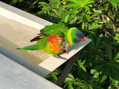 -新加坡飞禽公园
