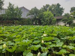 -上海醉白池公园