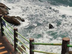 -广东惠东海龟国家级自然保护区