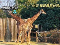 -上海野生动物园
