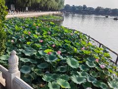 -后海公园