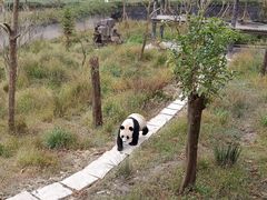 -中国大熊猫保护研究中心雅安碧峰峡基地