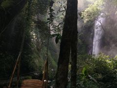 -莫里热带雨林景区