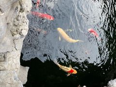 -鲤院·新中式美学·庭院餐厅(夫子庙店)