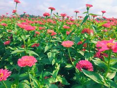-莲花山花海