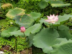 -荔湾湖公园