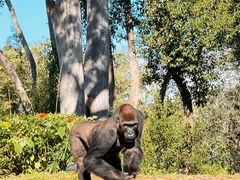 -奥兰多迪士尼动物王国乐园