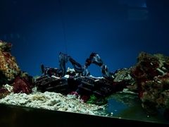 -北戴河圣蓝海洋公园