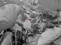 -四川大学(华西校区)