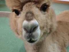 -藦茜花园宠物主题亲子互动体验馆(国顺东路店)