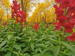 -天适樱花悠乐园