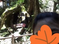 -阿里山神木遗迹