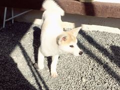 -云里小坐·小院里·团建·宴请·下午茶(三圣乡店)