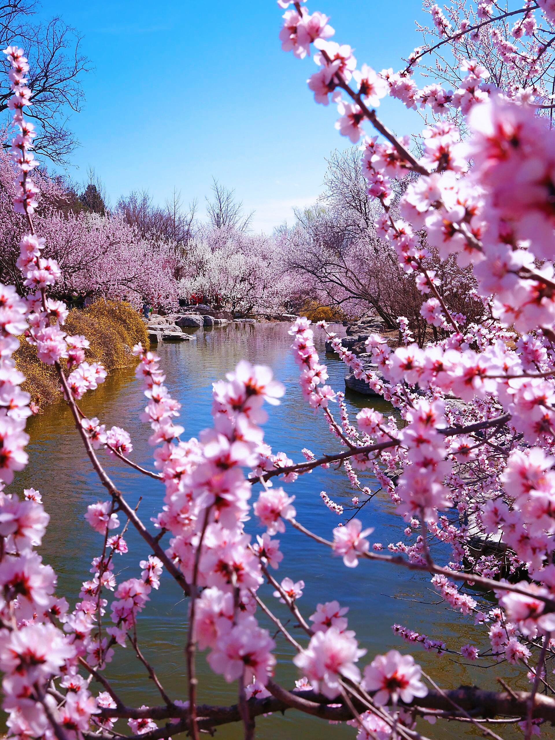 春日限定浪漫指南 |