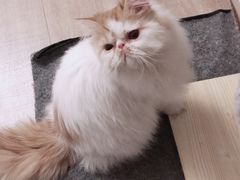 -A猫a狗全科·犬猫异宠·芥西宠物医院(南开总院)