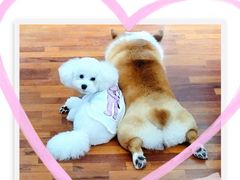 -PETKIT 小佩宠物·低压洗护·美容·寄养(安远店)