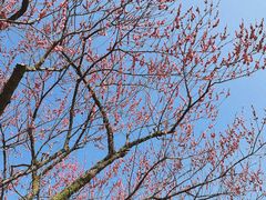 -花开海上生态园