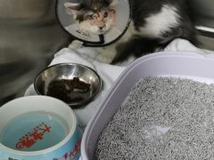 -柏萃动物医院·骨科·牙科