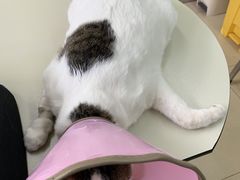 -瑞派动物医院·猫专科·至诚(江南中分院)