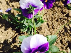 -长春公园(普阳街道)