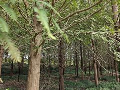 -黄海国家森林公园