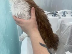 -爱洗澡的猫(望京店)