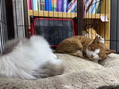 -四月宠物医院·猫专科·心脏专科·内科(转塘店)