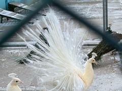 -横道河子东北虎林园