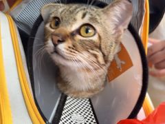 -创凡宠物医院·骨专科  猫科中心(西乡分院)