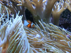 -凯莉-塔尔敦海洋生物水族馆