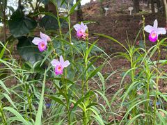 -广州白江湖森林公园