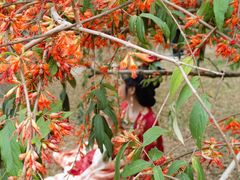 -深圳国际园林花卉博览园